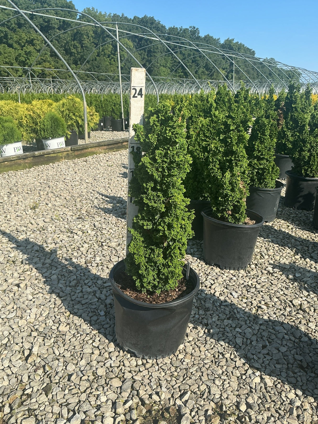 Primo Dwarf Arborvitae in a black nursery container displayed on a gravel lot at a plant nursery.