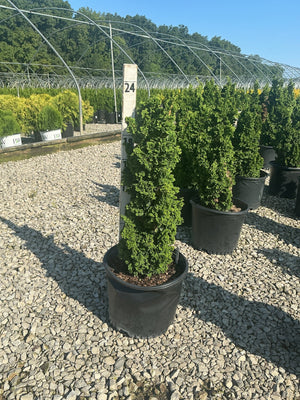 Primo Dwarf Arborvitae in a black nursery container displayed on a gravel lot at a plant nursery.