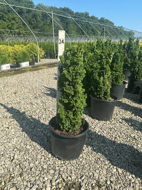 Primo Dwarf Arborvitae in a black nursery container displayed on a gravel lot at a plant nursery.