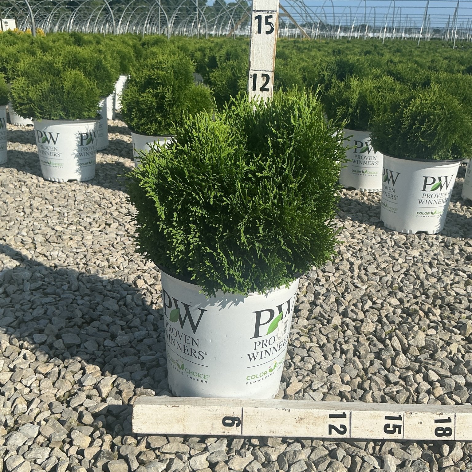 Tater Tot Arborvitae in a Proven Winners container measured at approximately 12 inches tall and wide on a gravel nursery bed.