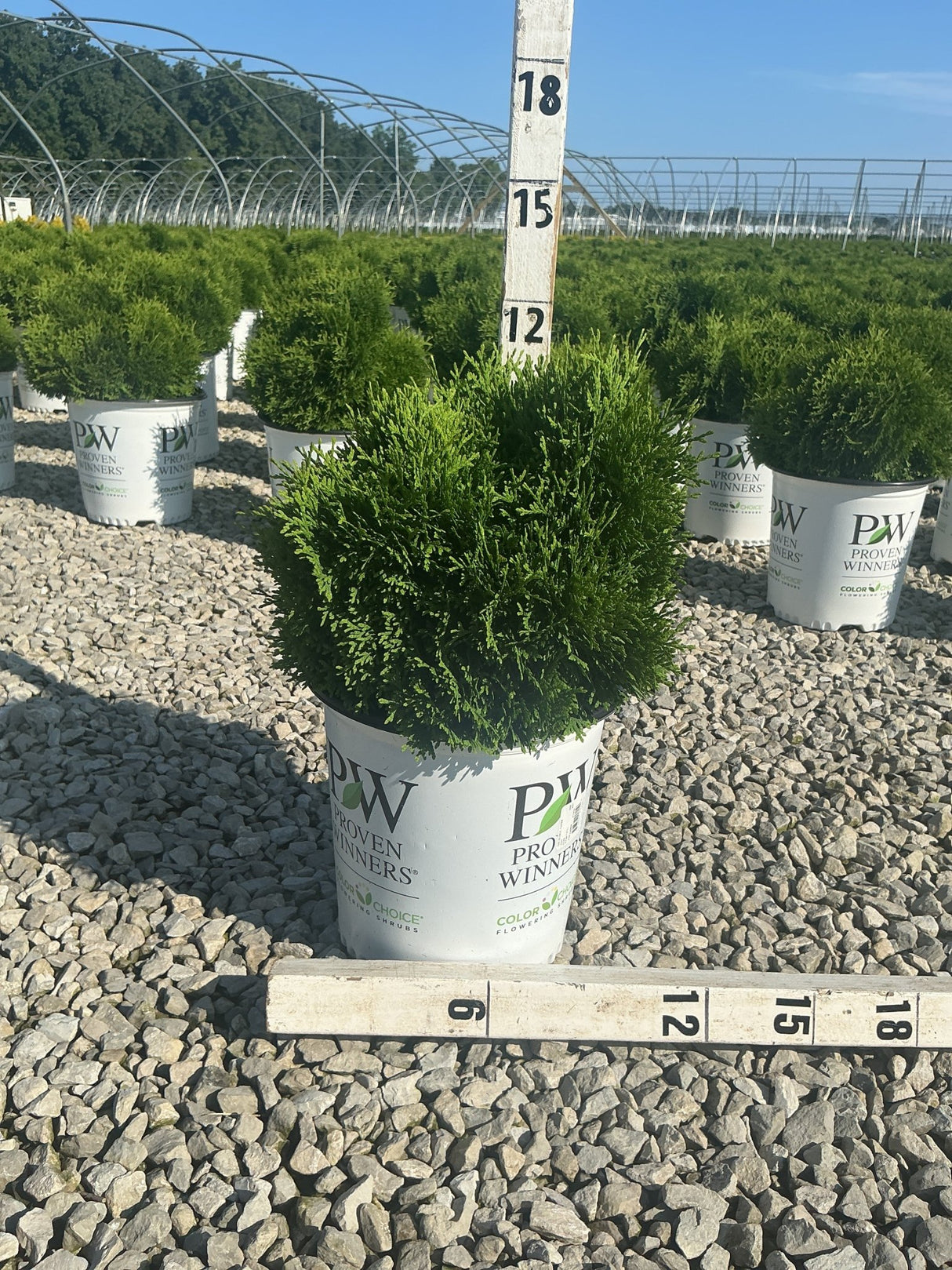 Tater Tot Arborvitae in a Proven Winners container measured at approximately 12 inches tall and wide on a gravel nursery bed.