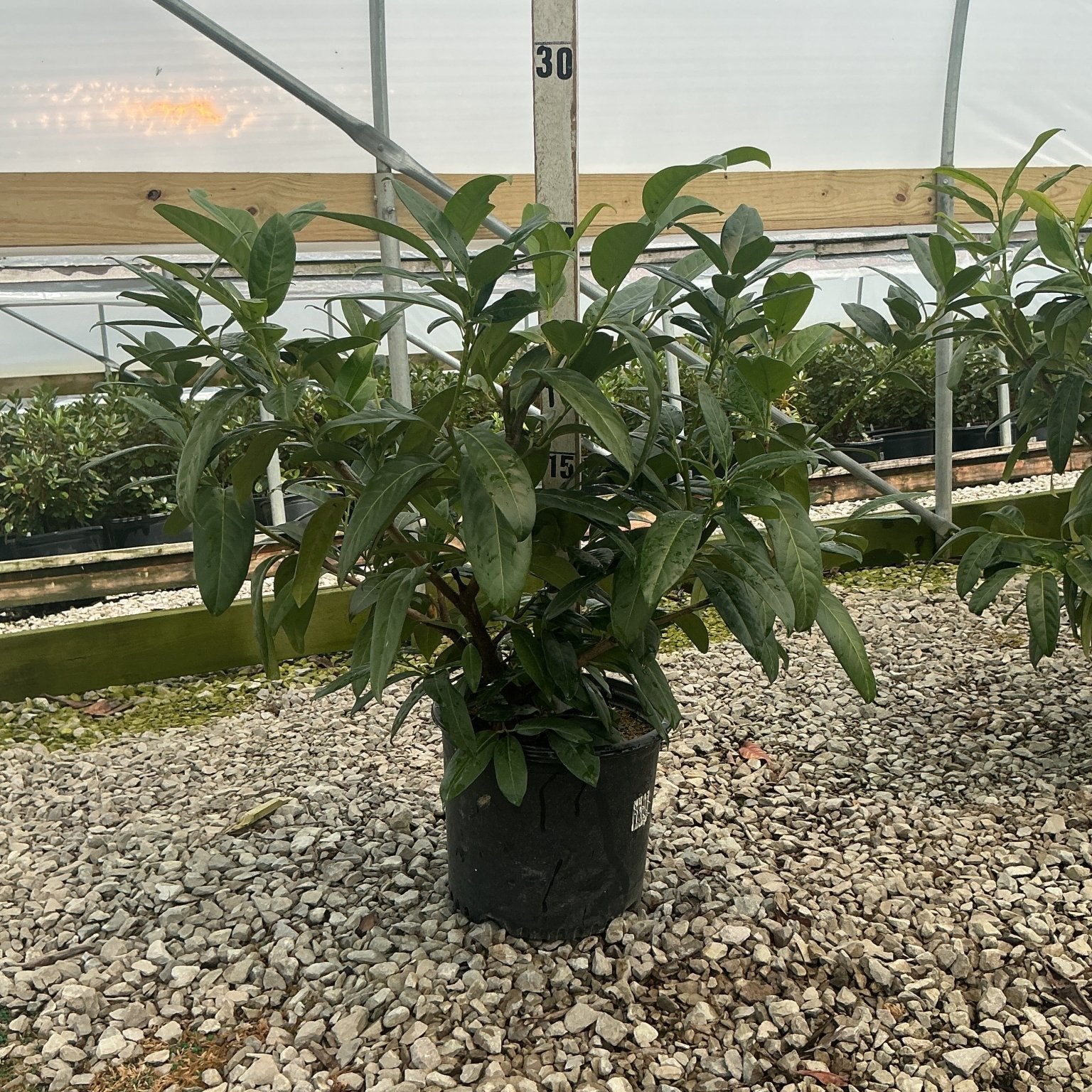 Zimmerman Cherry Laurel shrub in a #3 container displayed on gravel inside a greenhouse, showing dense dark green foliage.