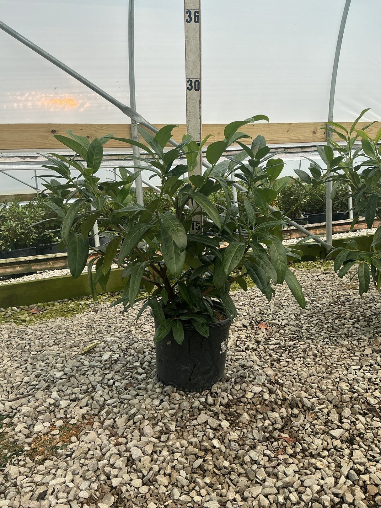 Zimmerman Cherry Laurel shrub in a #3 container displayed on gravel inside a greenhouse, showing dense dark green foliage.