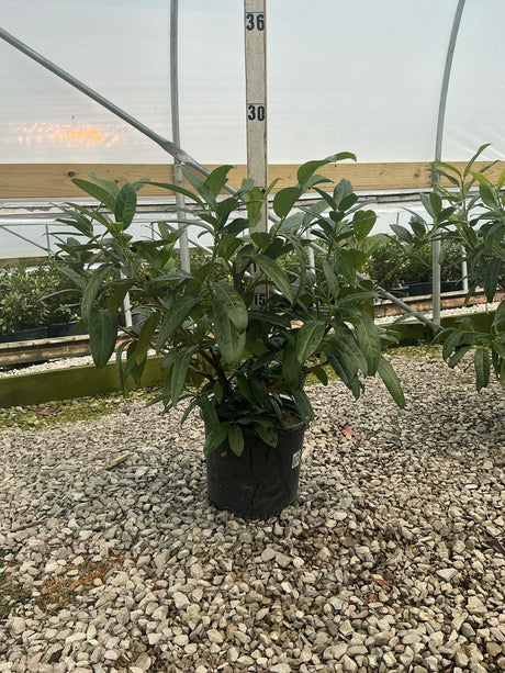 Zimmerman Cherry Laurel shrub in a #3 container displayed on gravel inside a greenhouse, showing dense dark green foliage.