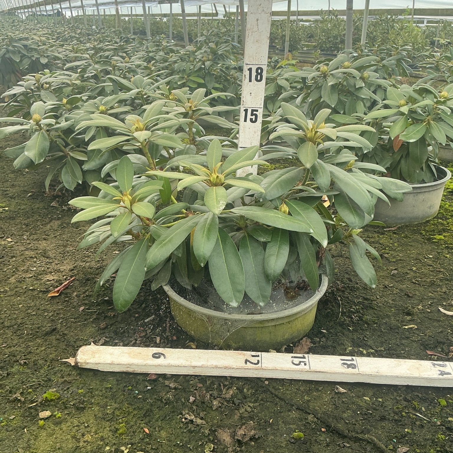 Holden's Pink Rhododendron shrub in a container inside a greenhouse, showing glossy green foliage and emerging buds.