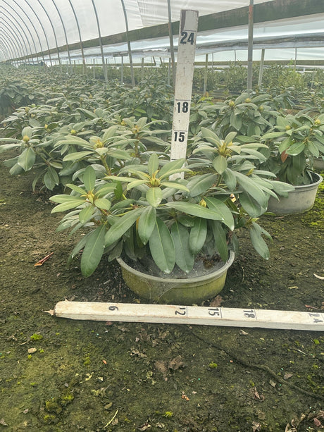 Holden's Pink Rhododendron shrub in a container inside a greenhouse, showing glossy green foliage and emerging buds.