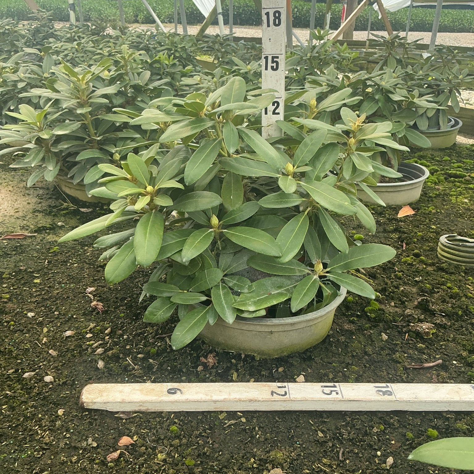 Holden's Pink Flare Rhododendron in a nursery container showing dense green foliage and emerging flower buds.