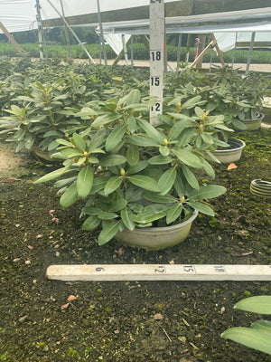 Holden's Pink Flare Rhododendron in a nursery container showing dense green foliage and emerging flower buds.