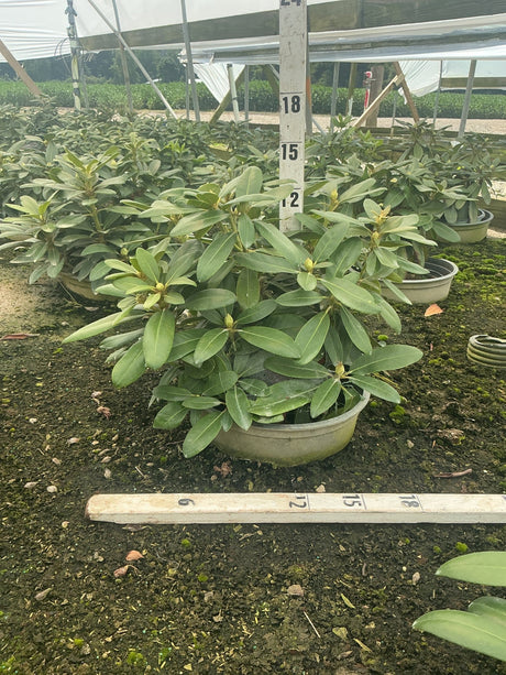 Holden's Pink Flare Rhododendron in a nursery container showing dense green foliage and emerging flower buds.