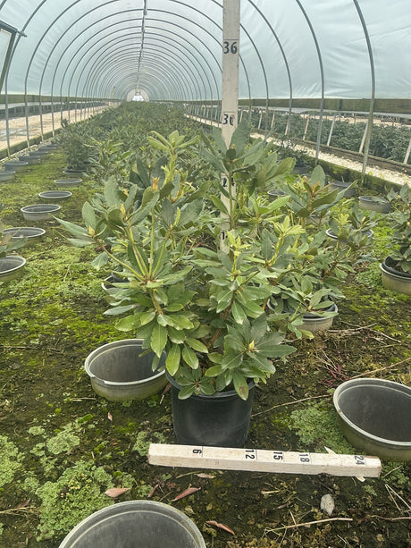 Purpureum Elegans Rhododendron growing in a #3 container inside a greenhouse, showing dense green foliage and new growth.