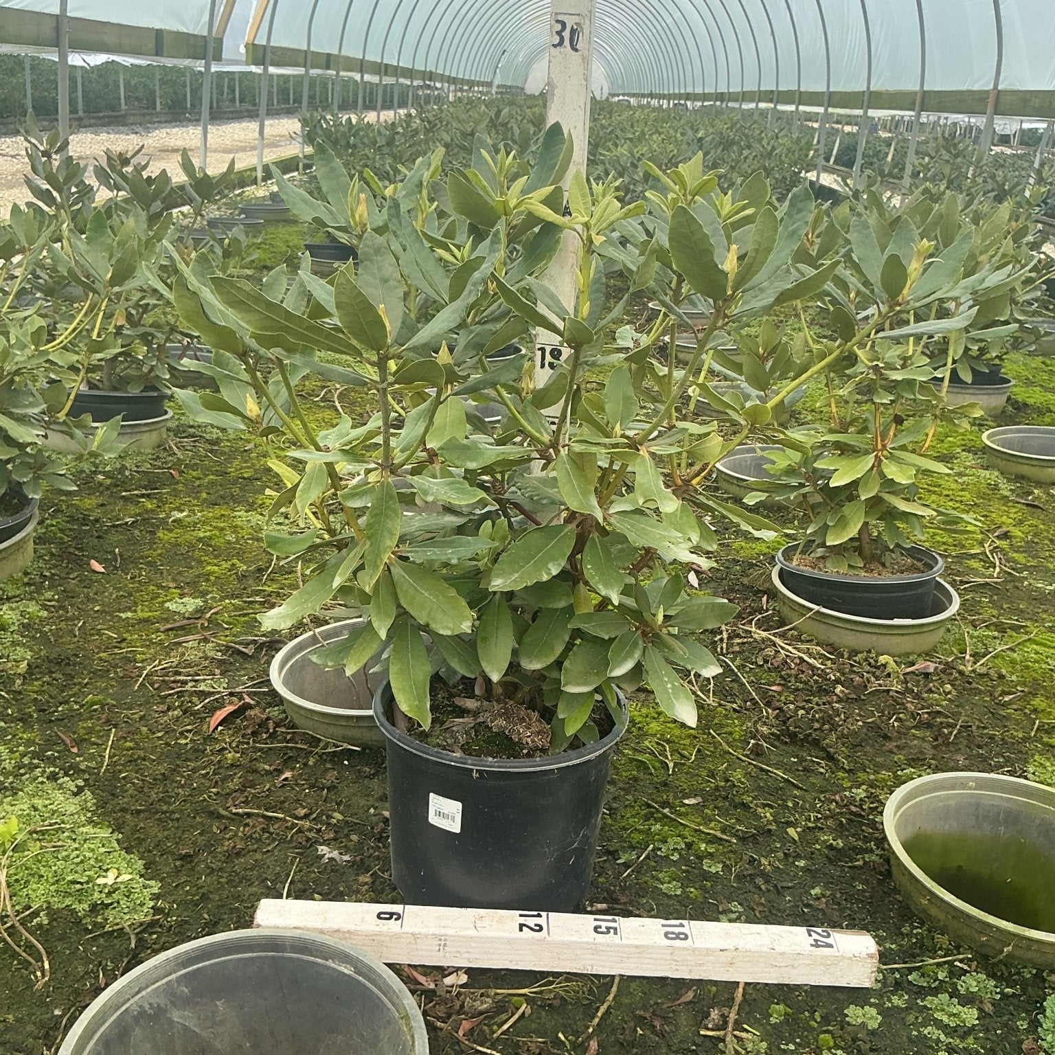 Nova Zembla Rhododendron in a #3 container shown inside a greenhouse with a ruler for scale.