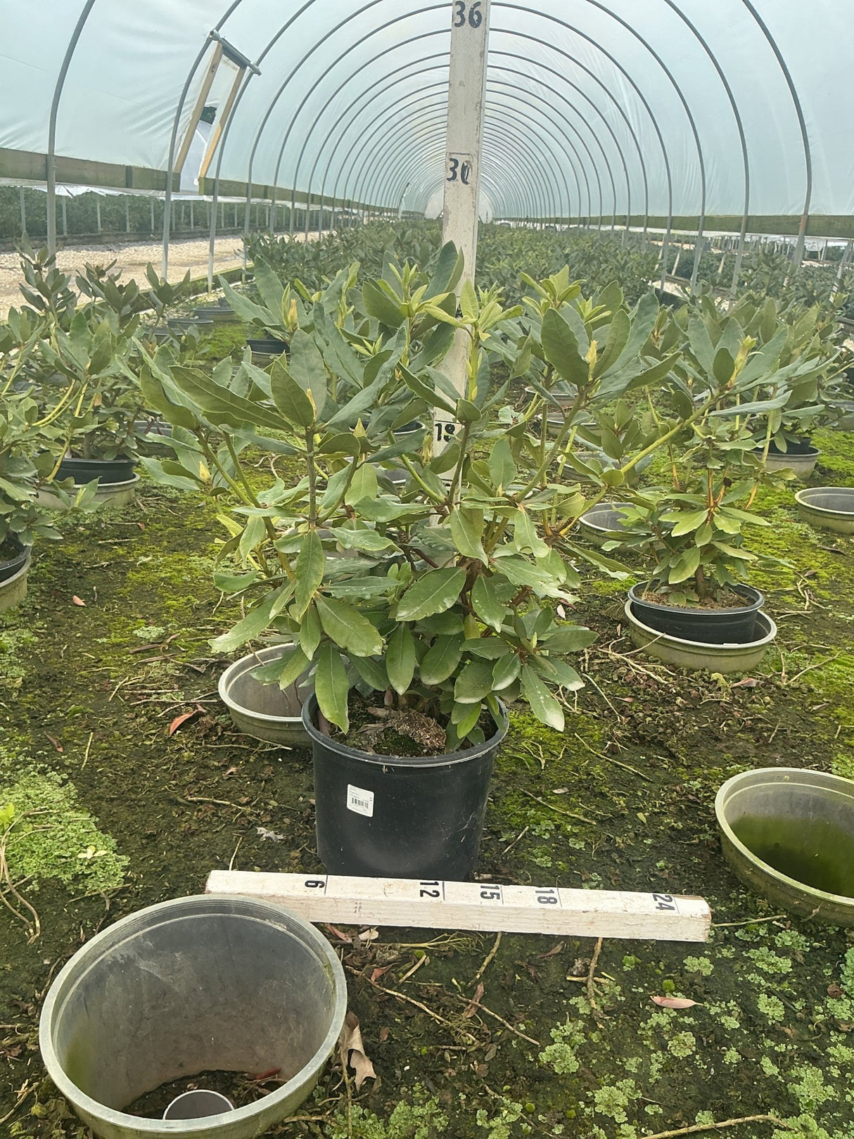 Nova Zembla Rhododendron in a #3 container shown inside a greenhouse with a ruler for scale.