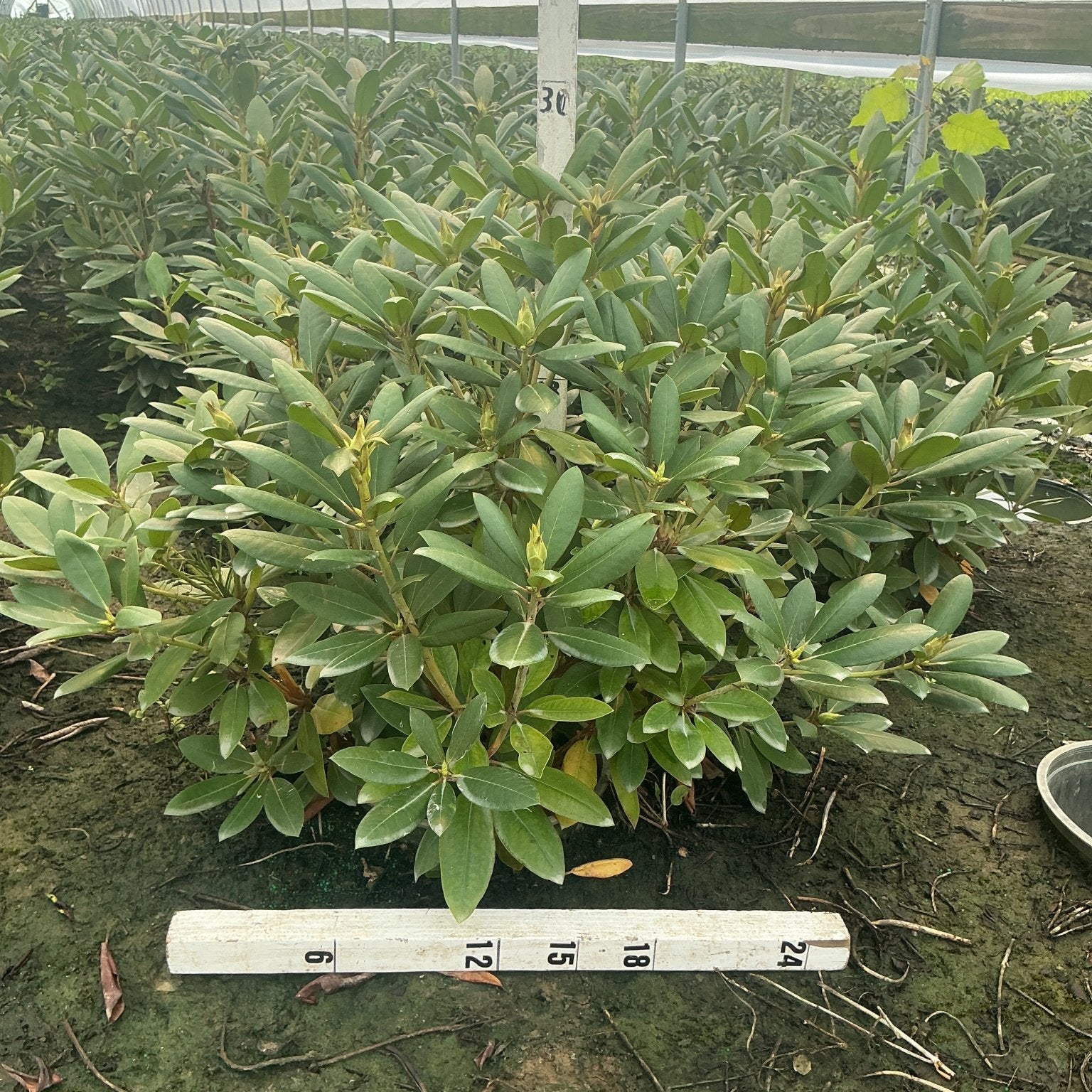 Roseum Elegans Rhododendron shrub with dense dark green foliage growing in a greenhouse, shown with a ruler for scale.
