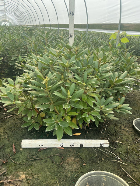 Roseum Elegans Rhododendron shrub with dense dark green foliage growing in a greenhouse, shown with a ruler for scale.