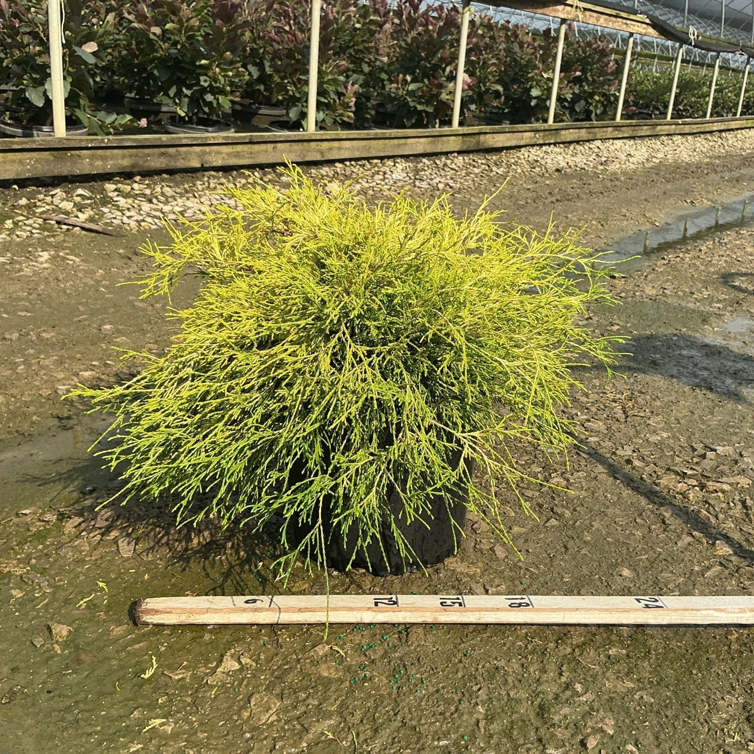 Golden Mop False Cypress in a #3 container displaying bright chartreuse threadlike foliage at a nursery greenhouse.