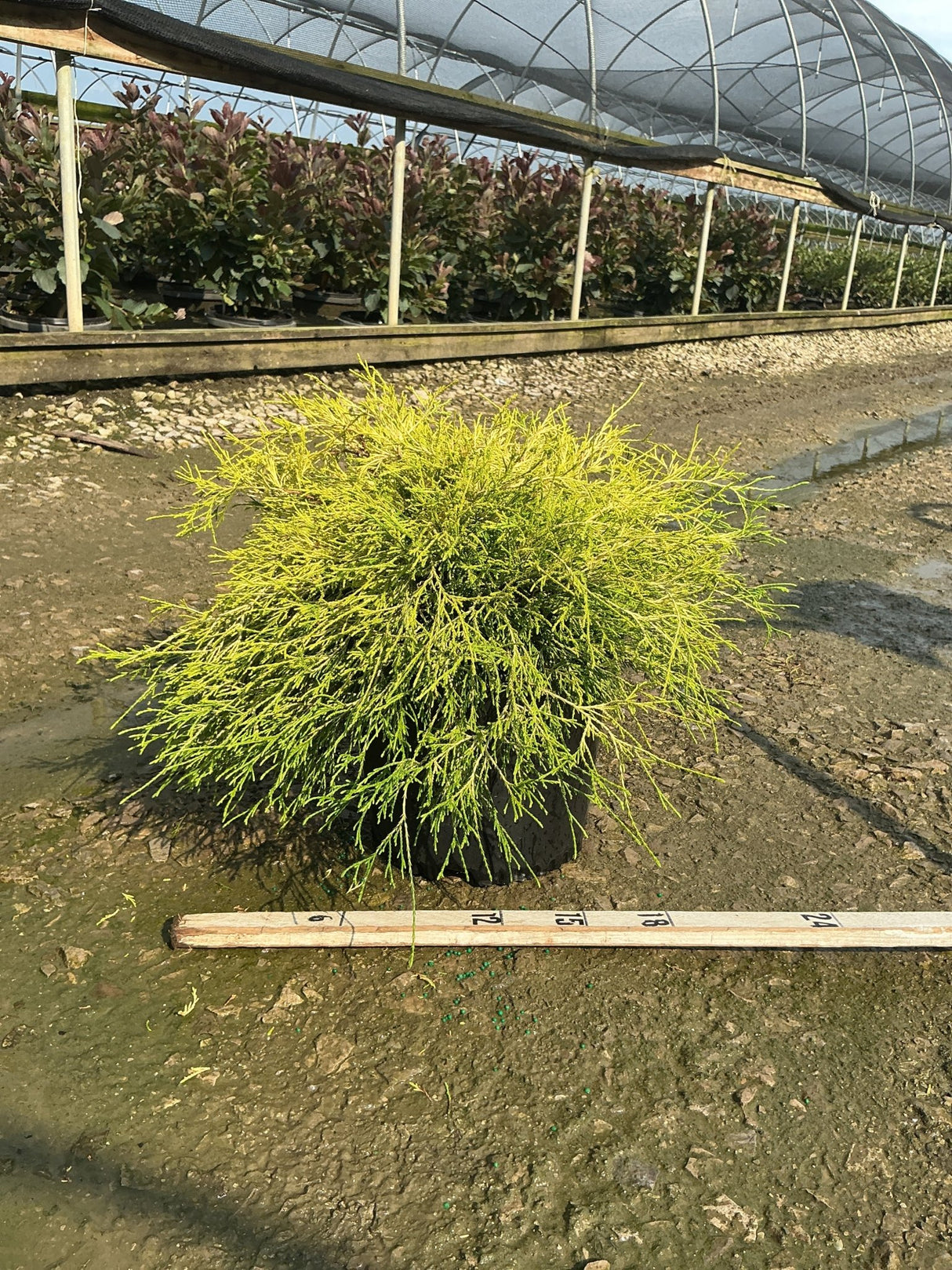 Golden Mop False Cypress in a #3 container displaying bright chartreuse threadlike foliage at a nursery greenhouse.