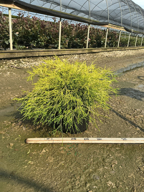 Golden Mop False Cypress in a #3 container displaying bright chartreuse threadlike foliage at a nursery greenhouse.