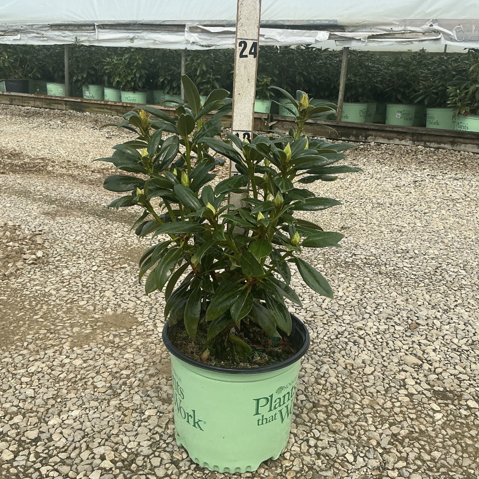 Holden's Fuchsia Rhododendron in a #3 nursery container showing dense dark green foliage with emerging buds.