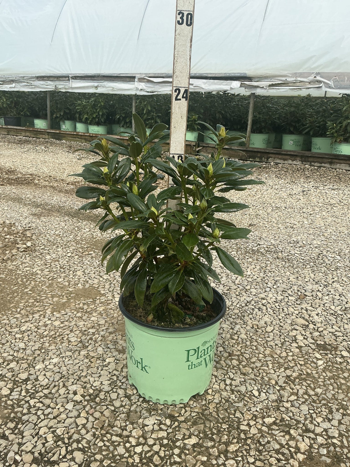 Holden's Fuchsia Rhododendron in a #3 nursery container showing dense dark green foliage with emerging buds.