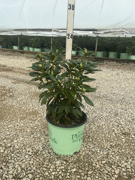 Holden's Fuchsia Rhododendron in a #3 nursery container showing dense dark green foliage with emerging buds.