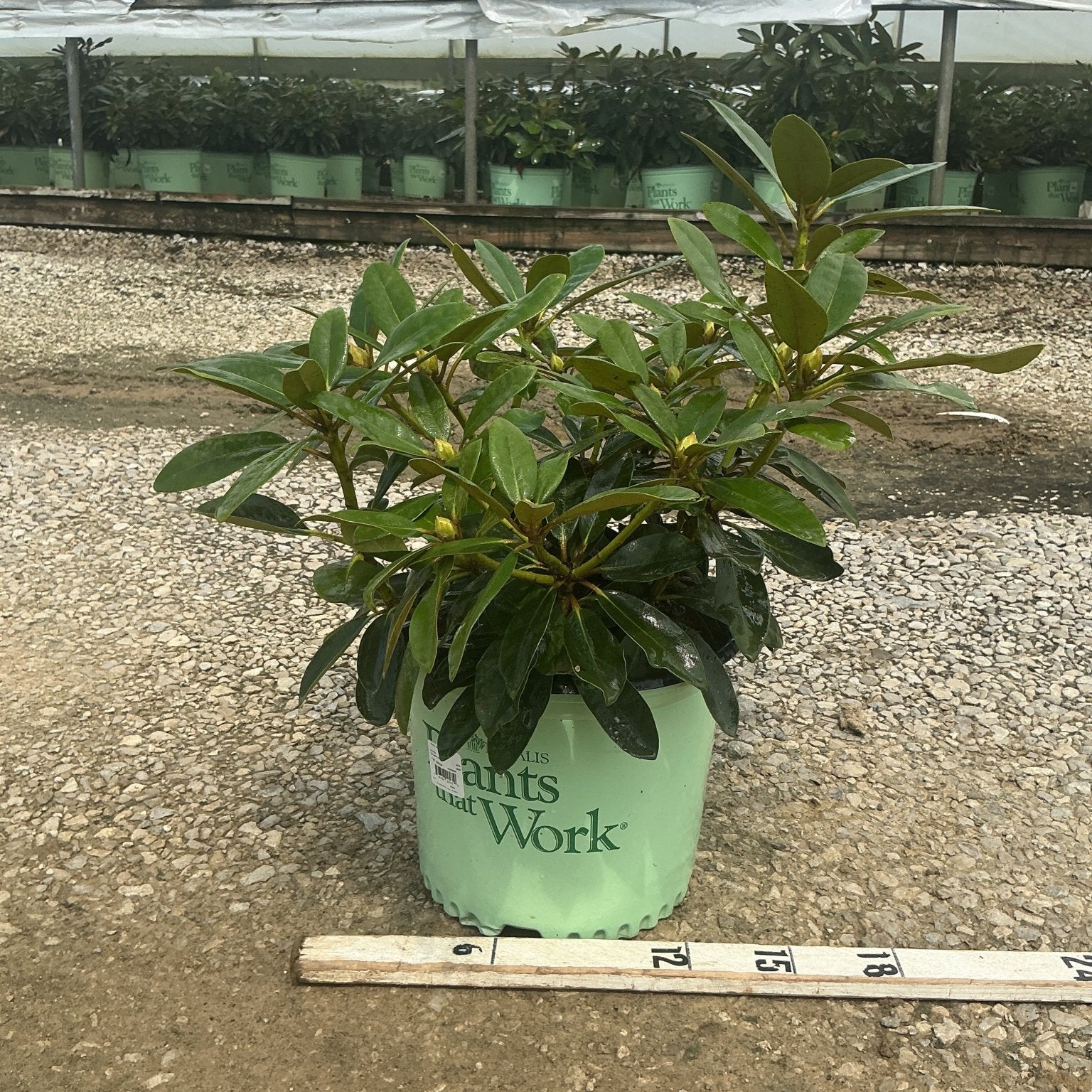 Holden's Red Rhododendron in a #3 nursery container with glossy green foliage and developing buds, shown beside a ruler for scale.