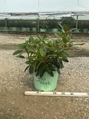 Holden's Red Rhododendron in a #3 nursery container with glossy green foliage and developing buds, shown beside a ruler for scale.