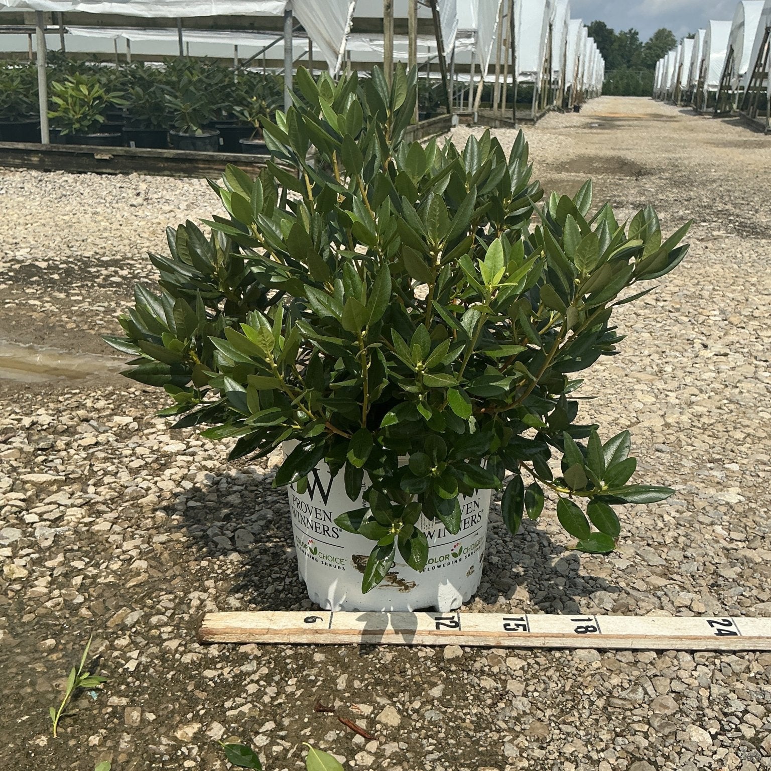 Black Hat Rhododendron in a #3 Proven Winners container, showing dense dark green foliage at a nursery grow site.