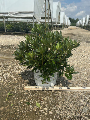 Black Hat Rhododendron in a #3 Proven Winners container, showing dense dark green foliage at a nursery grow site.