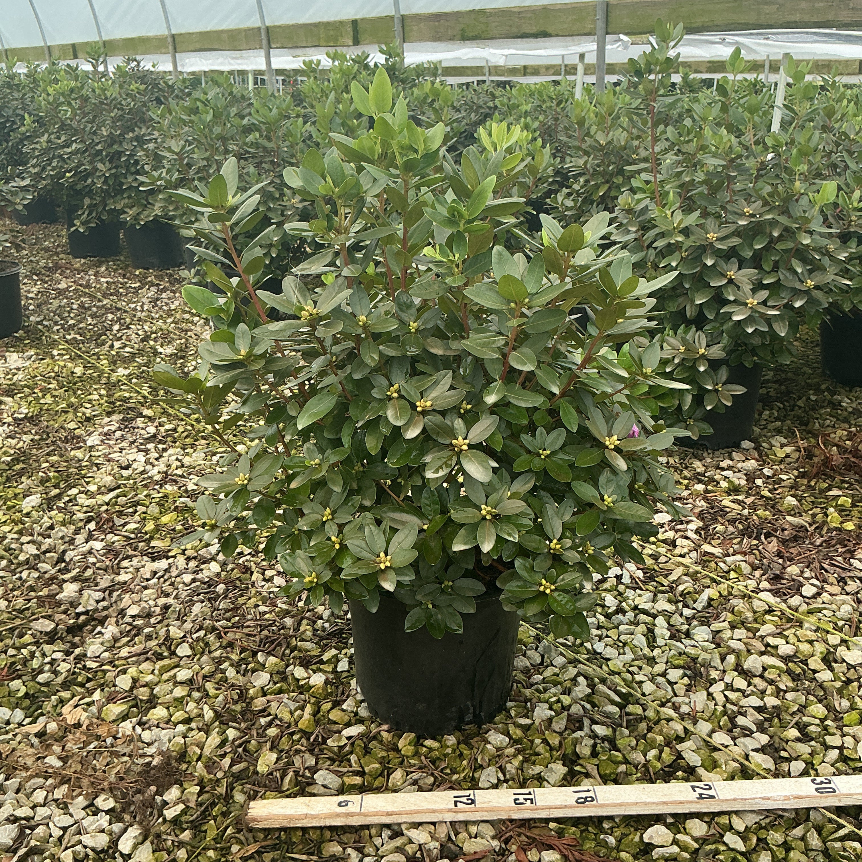 PJM Elite Rhododendron shrub in a #3 container with glossy foliage and yellow flower buds, growing in a greenhouse nursery.