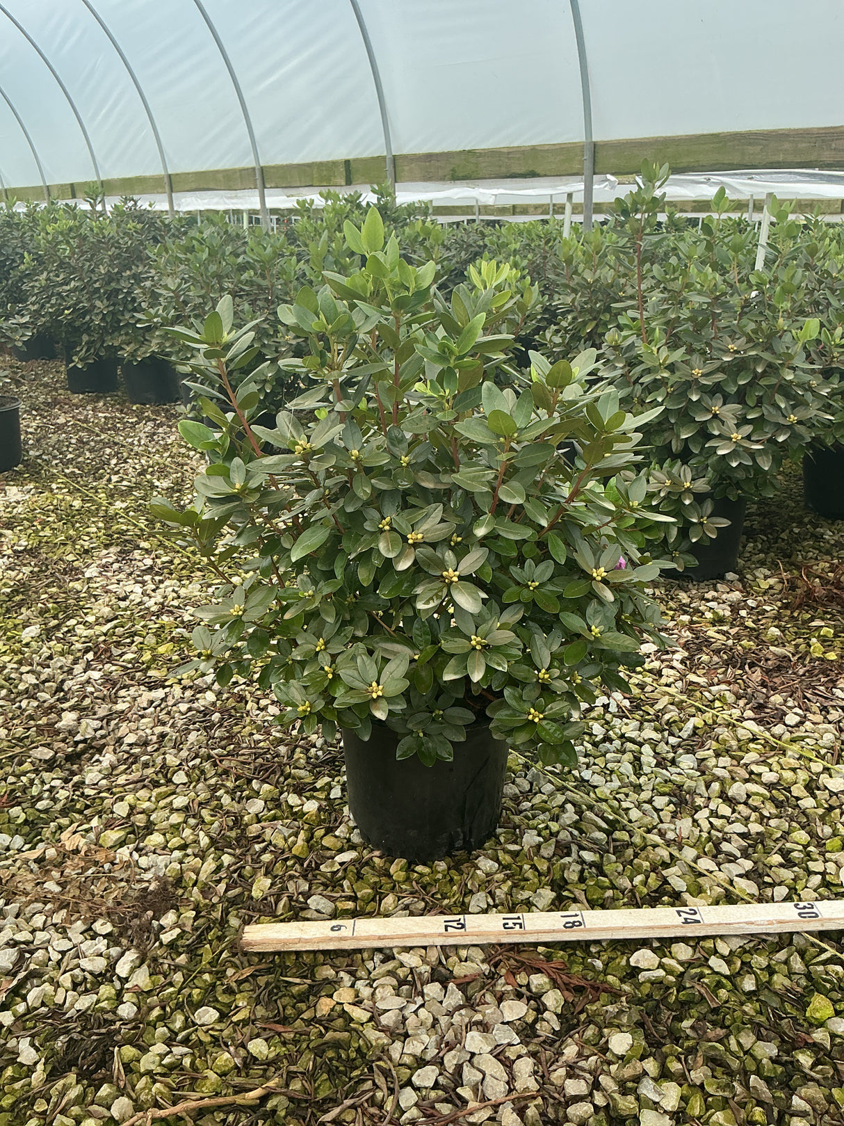 PJM Elite Rhododendron shrub in a #3 container with glossy foliage and yellow flower buds, growing in a greenhouse nursery.