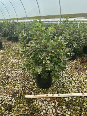 PJM Elite Rhododendron shrub in a #3 container with glossy foliage and yellow flower buds, growing in a greenhouse nursery.