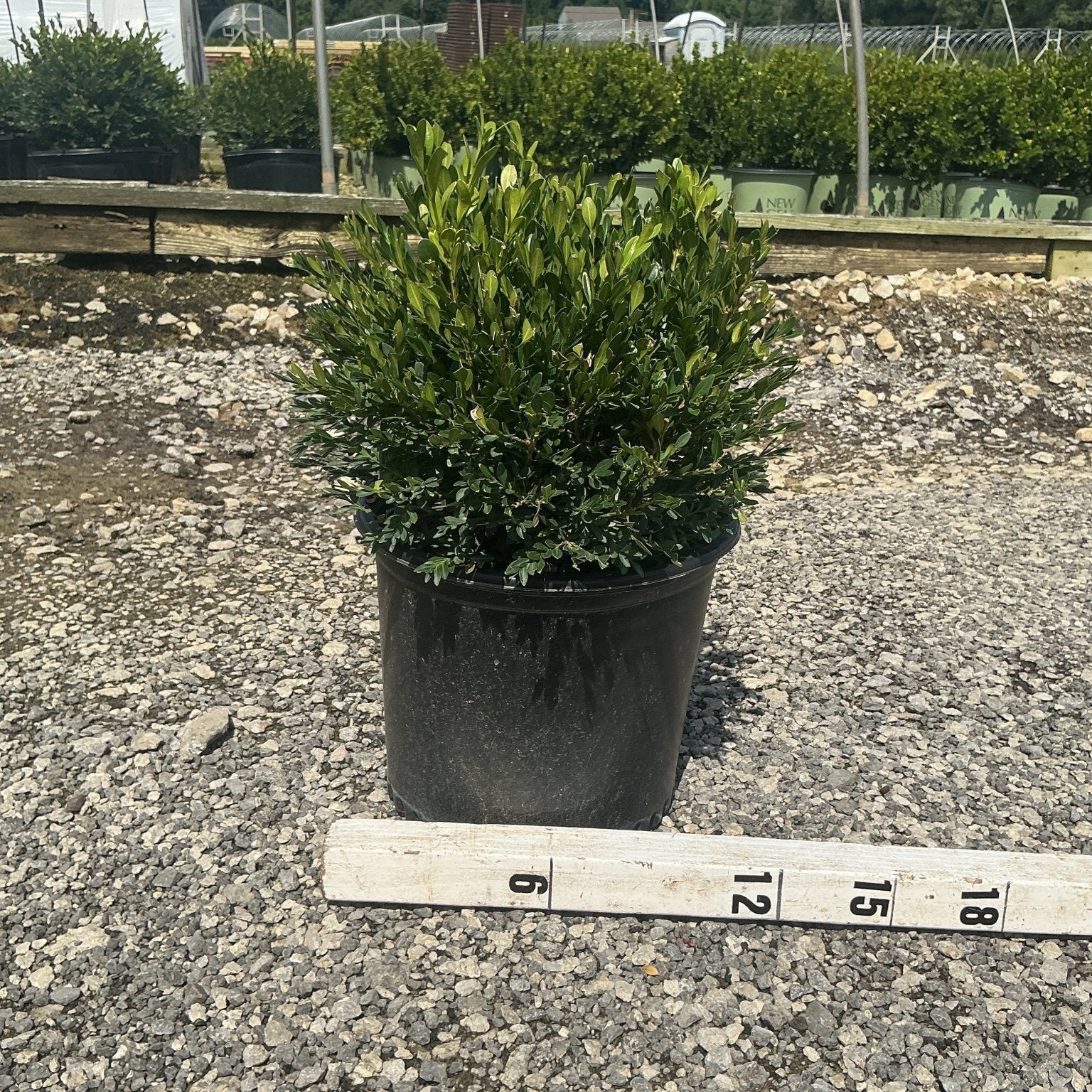 Green Gem Boxwood shrub in a #3 container displayed on gravel next to a measuring stick showing approximately 12 inches tall.