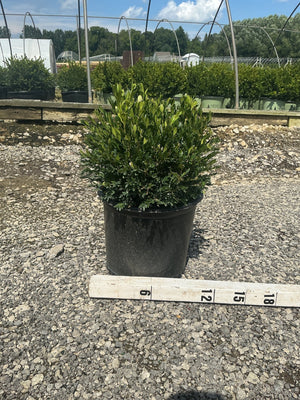 Green Gem Boxwood shrub in a #3 container displayed on gravel next to a measuring stick showing approximately 12 inches tall.