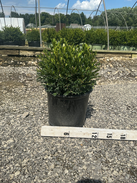 Green Gem Boxwood shrub in a #3 container displayed on gravel next to a measuring stick showing approximately 12 inches tall.