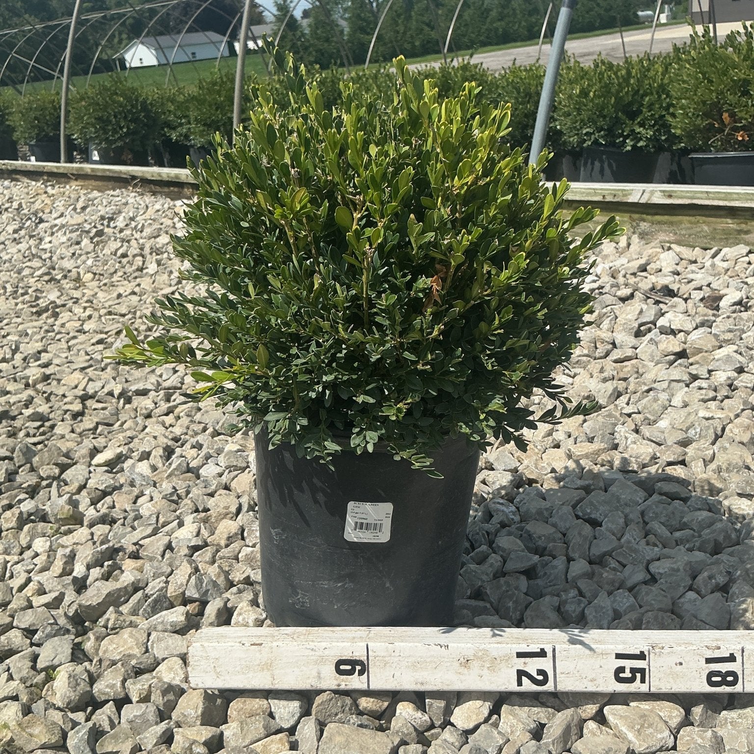 Green Gem Boxwood shrub in a #2 container displayed on gravel next to a measurement stick showing approximately 15 inches.