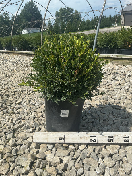 Green Gem Boxwood shrub in a #2 container displayed on gravel next to a measurement stick showing approximately 15 inches.