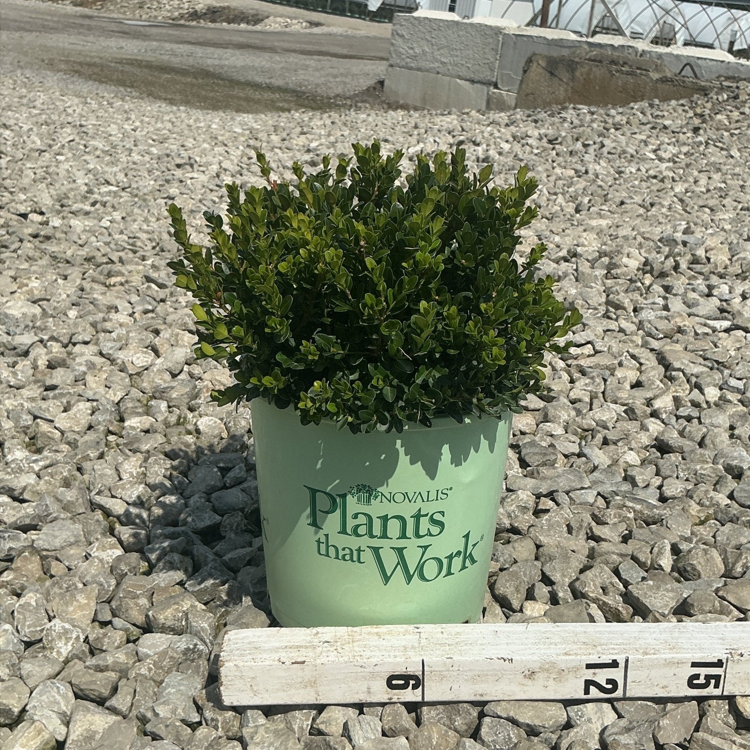 Little Missy Boxwood in a #2 nursery container sits on gravel beside a ruler showing approximately 10 inches tall.