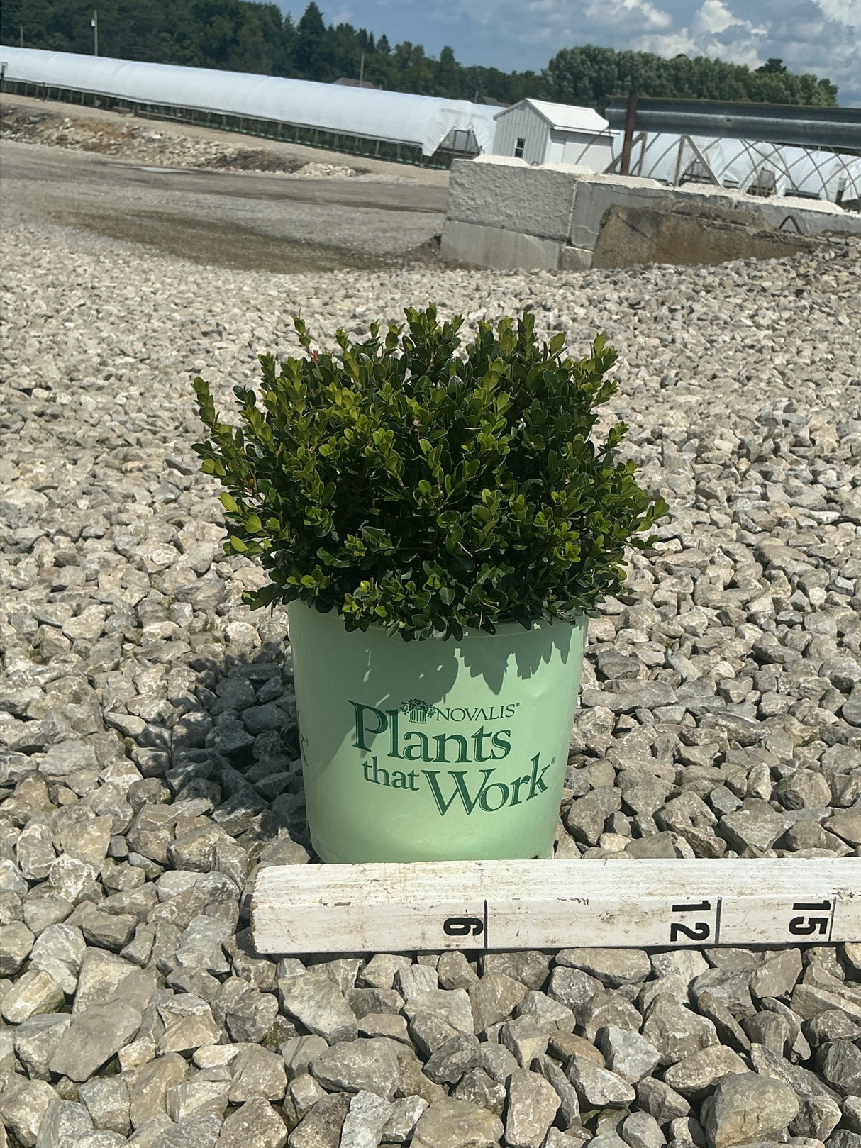 Little Missy Boxwood in a #2 nursery container sits on gravel beside a ruler showing approximately 10 inches tall.