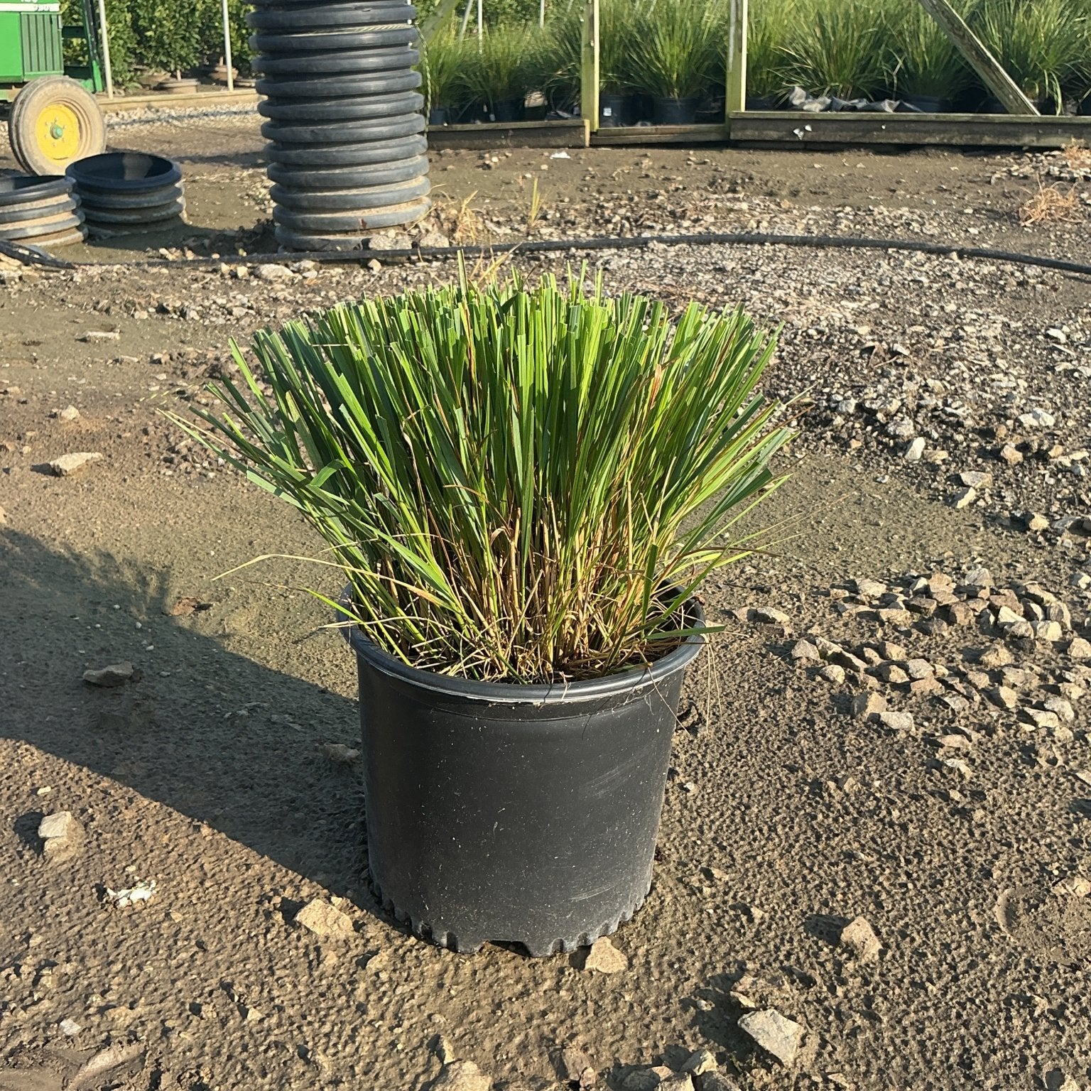 Karl Foerster Feather Reed Grass in a #3 nursery container, showing dense green upright foliage at a growing facility.