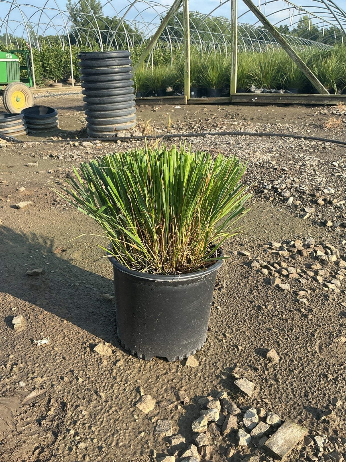 Karl Foerster Feather Reed Grass in a #3 nursery container, showing dense green upright foliage at a growing facility.