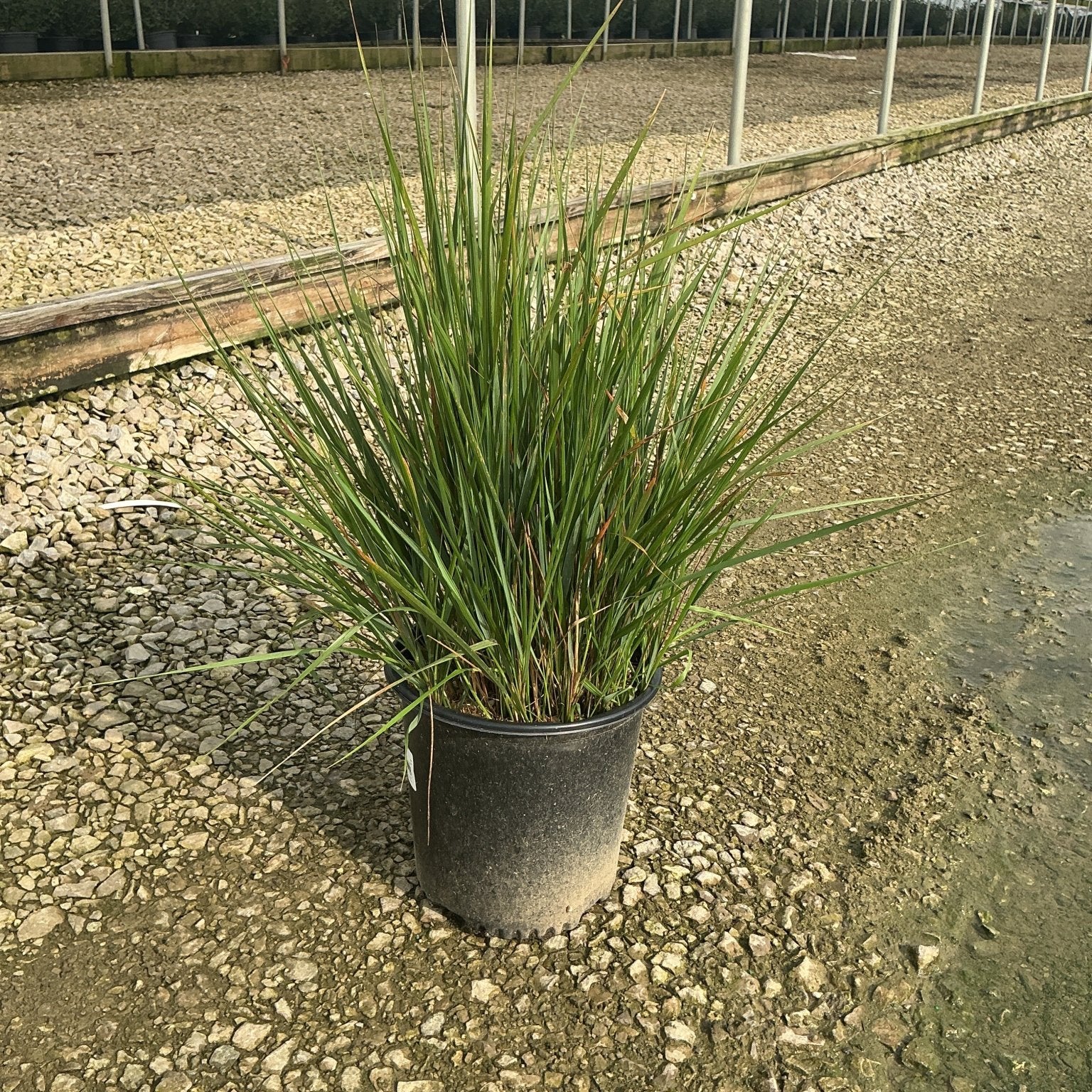 Karl Foerster Feather Reed Grass in a #2 nursery container, showing upright green foliage at a greenhouse grow yard.