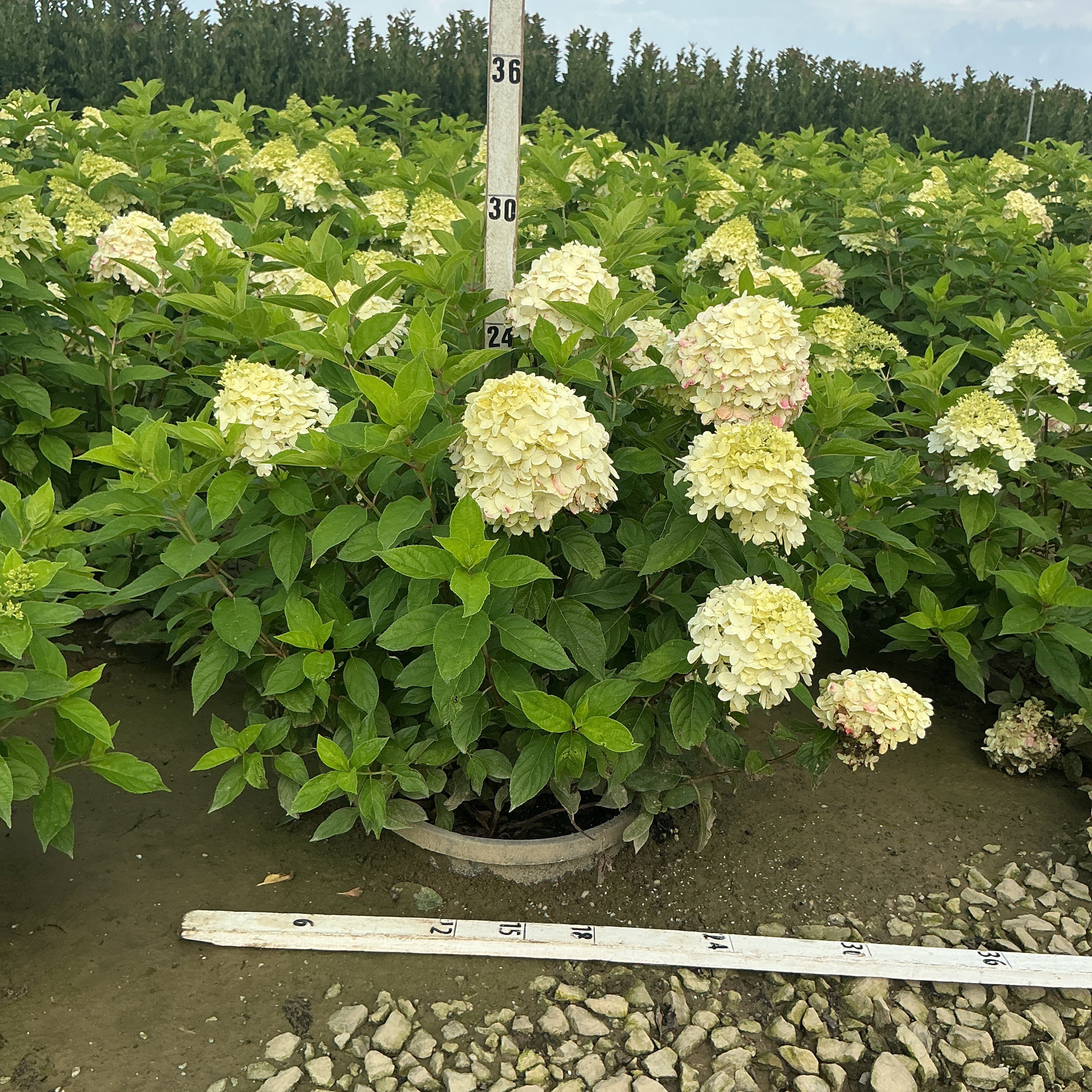 Limelight Panicle Hydrangea shrub in a #5 container displaying large creamy white blooms measured against a height ruler at a nursery.