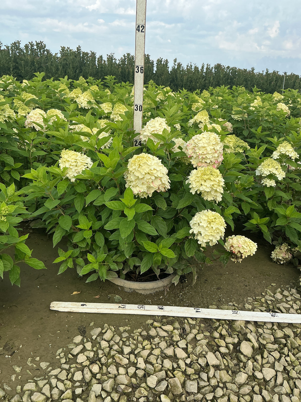 Limelight Panicle Hydrangea shrub in a #5 container displaying large creamy white blooms measured against a height ruler at a nursery.