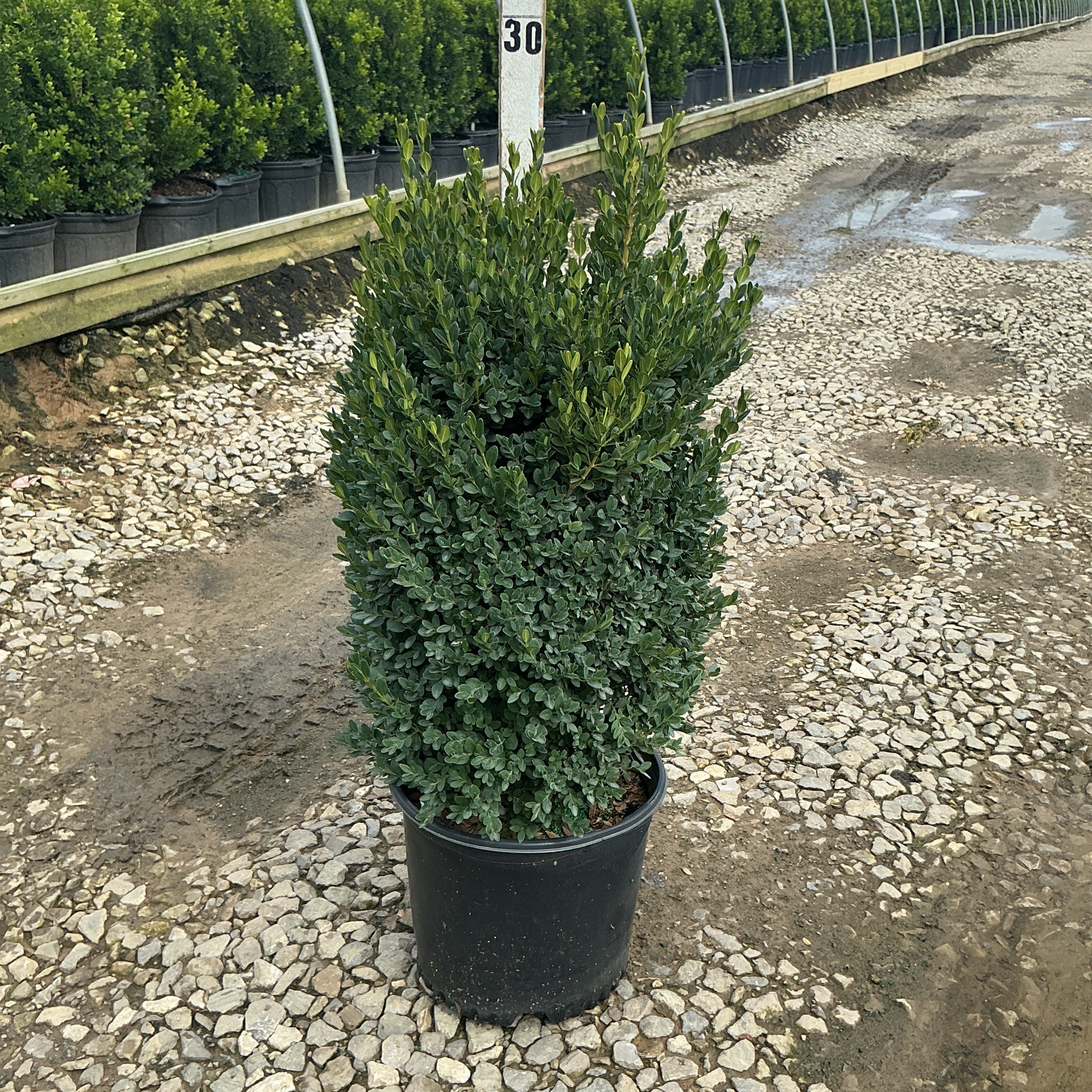 Green Mountain Boxwood in a #3 container at a nursery, showing its dense upright cylindrical form and dark green foliage.