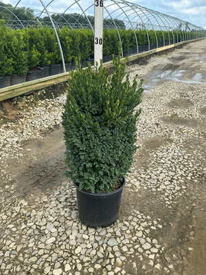 Green Mountain Boxwood in a #3 container at a nursery, showing its dense upright cylindrical form and dark green foliage.