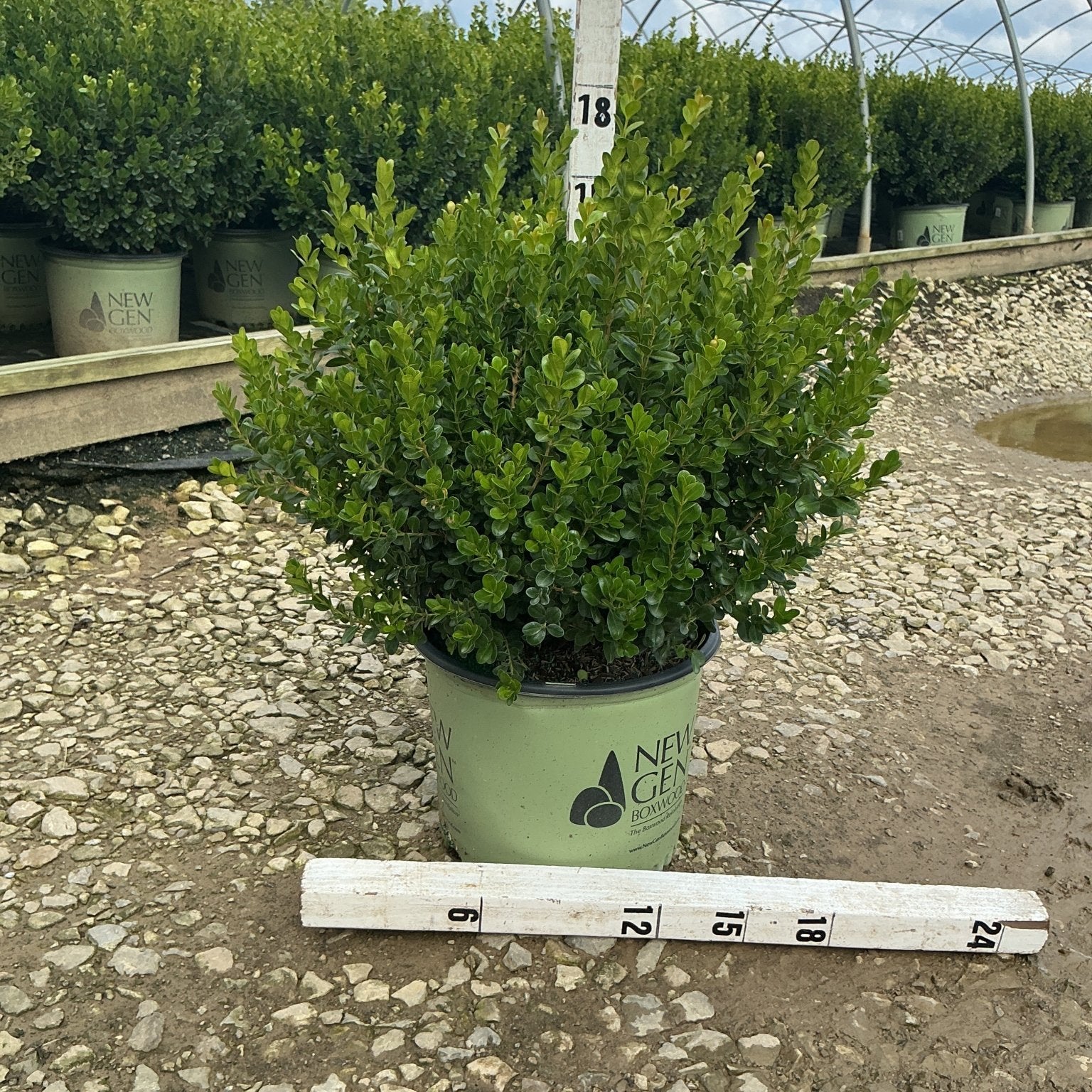 NewGen Freedom Boxwood in a #3 container shown next to a ruler measuring approximately 18 inches tall at a nursery.