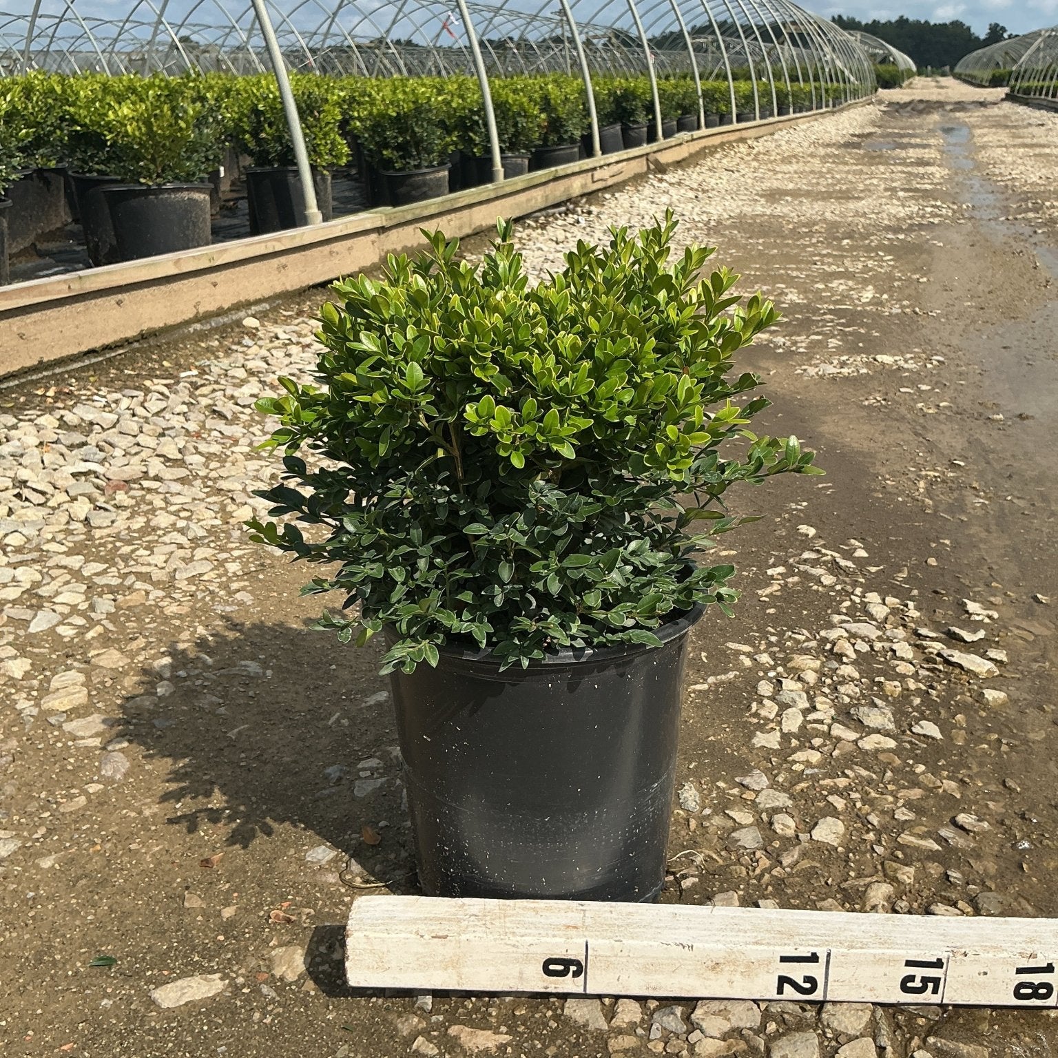 Green Velvet Boxwood shrub in a #2 black nursery container displayed at a greenhouse nursery with a measurement ruler showing approximately 12 inches.