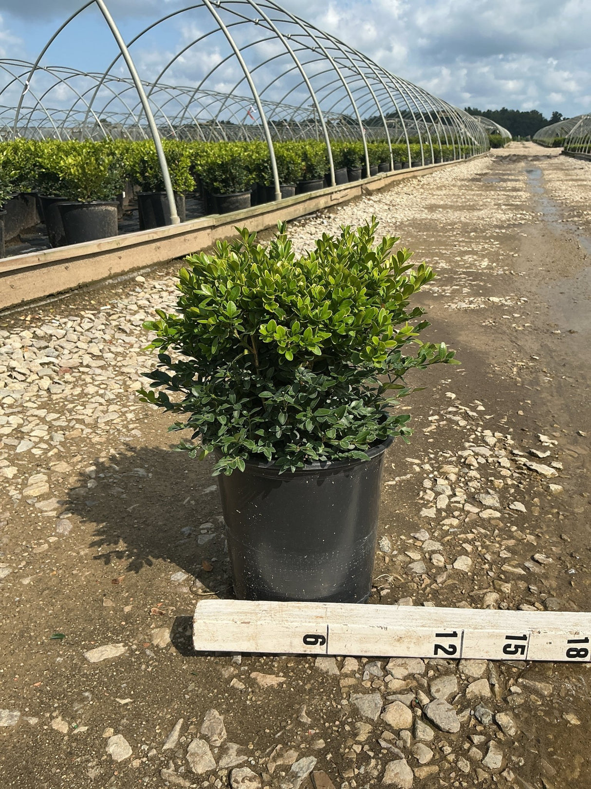 Green Velvet Boxwood shrub in a #2 black nursery container displayed at a greenhouse nursery with a measurement ruler showing approximately 12 inches.