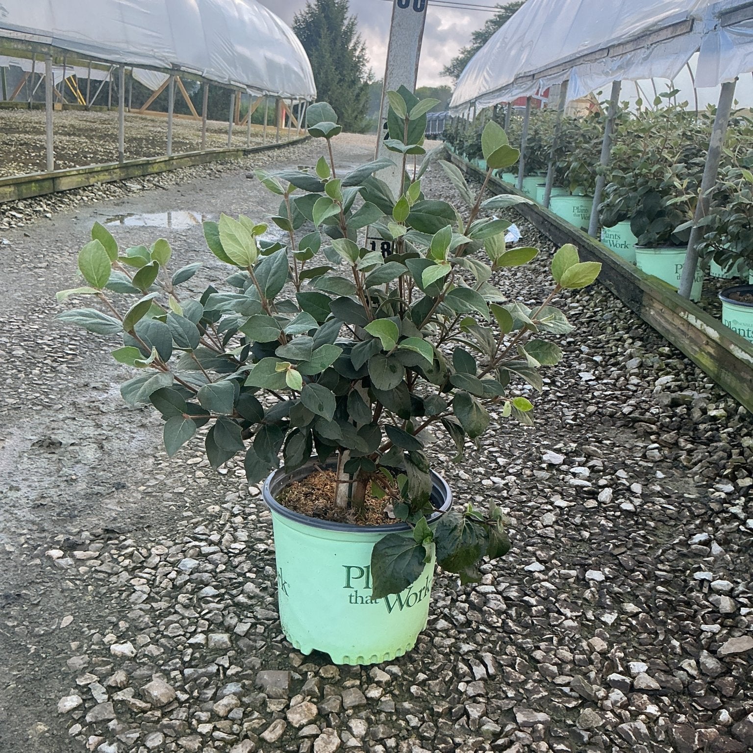 Sugar N' Spice Korean Spice Viburnum shrub in a #3 nursery container, showing dense dark green foliage at a wholesale growing facility.