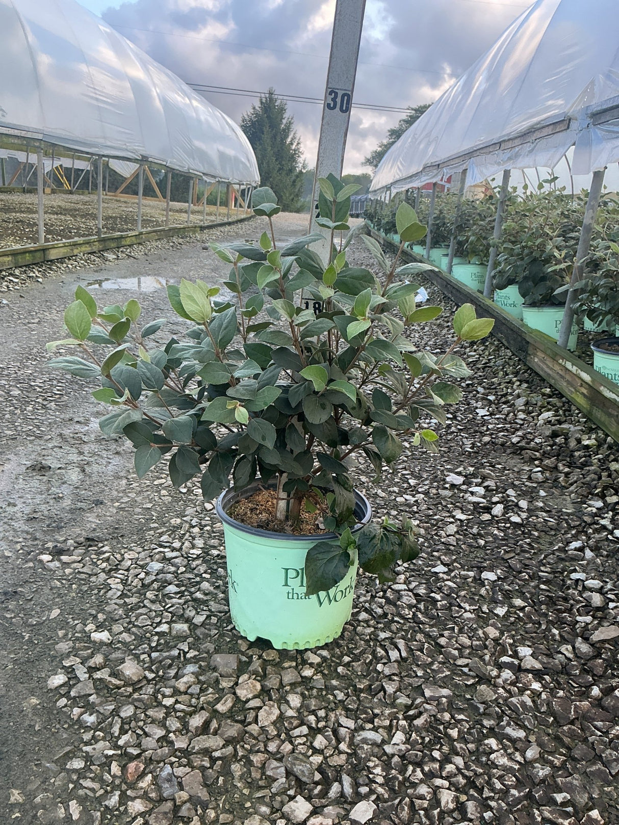Sugar N' Spice Korean Spice Viburnum shrub in a #3 nursery container, showing dense dark green foliage at a wholesale growing facility.